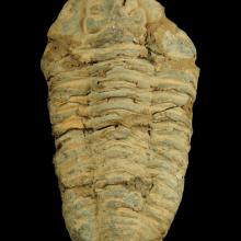 Fossile de trilobite Crotalocephalus